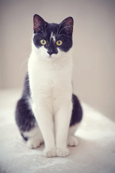 Cat of a black-and-white color — Stock Photo, Image