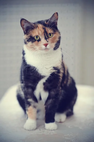 Çok renkli kedi — Stok fotoğraf