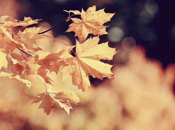 Zweig mit herbstgelben Ahornblättern — Stockfoto