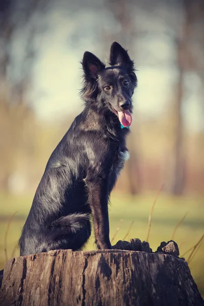 Il cane nero si siede — Foto Stock
