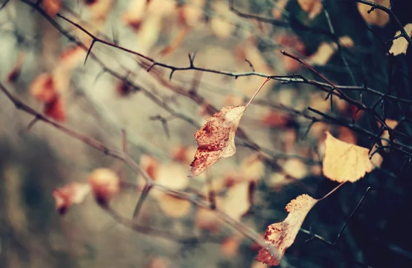 Осіннє листя на гілках глоду . — стокове фото