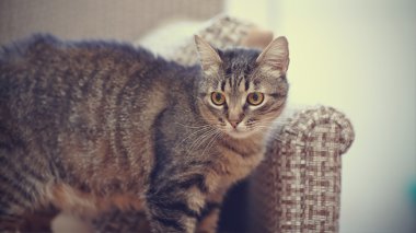 Aile içi çizgili kedi
