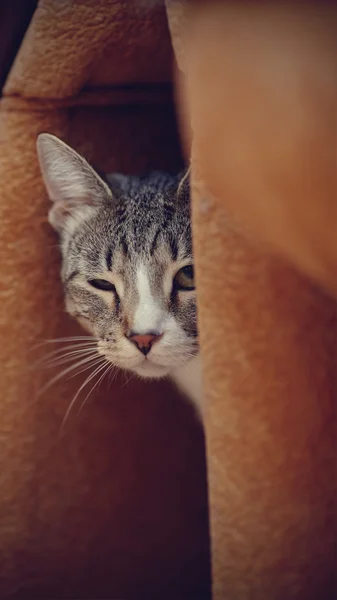 Potret seekor kucing dengan mata berkedip . — Stok Foto