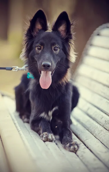 Cão doméstico preto situa-se num banco. — Fotografia de Stock