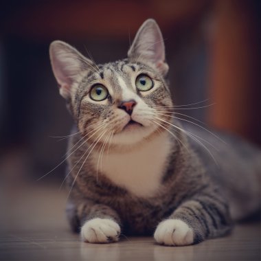 Düşünceli bir çizgili kedi portresi