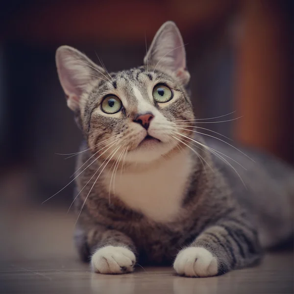 Retrato de un gato atigrado pensativo —  Fotos de Stock