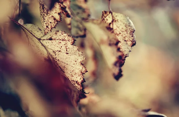 サンザシの枯れた葉. — ストック写真