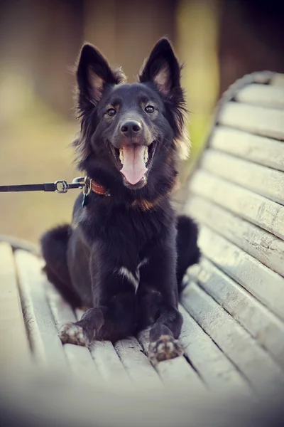 Negro perro doméstico alegre en un banco. — Foto de Stock