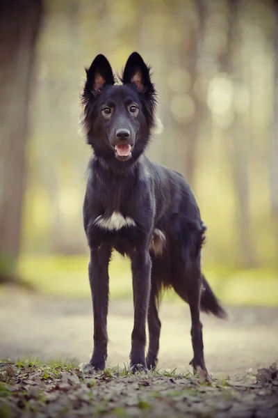 Perro negro no pura sangre en paseo — Foto de Stock