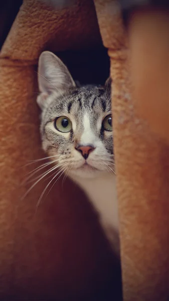 Portret van een gestreepte kat — Stockfoto