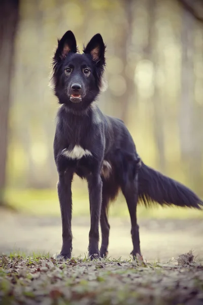 Cane nero a piedi — Foto Stock