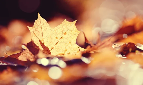 Herbst gefallenes Blatt eines Ahorns. — Stockfoto