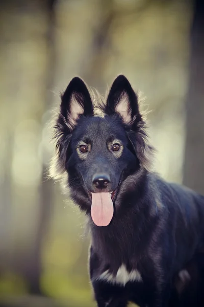 Porträt eines schwarzen Hundes — Stockfoto