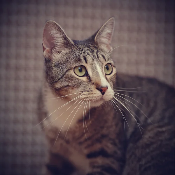 Portrait of a striped cat — Stock Photo, Image