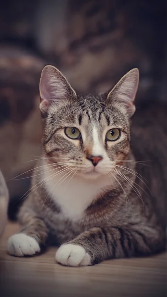 Портрет полосатой кошки — стоковое фото