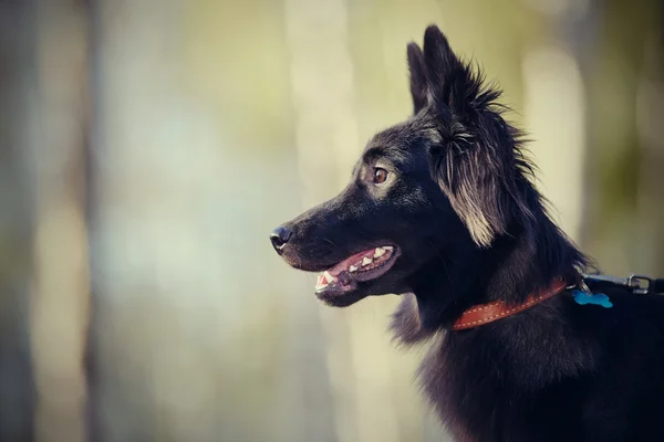 Portrait of a black domestic dog — Stock Photo, Image