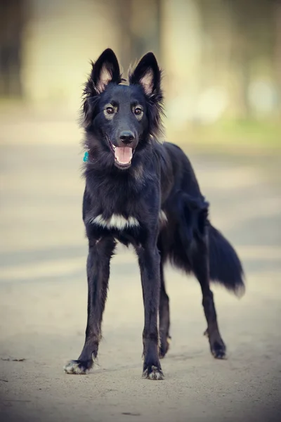 Zwarte niet volbloed hond op wandeling — Stockfoto