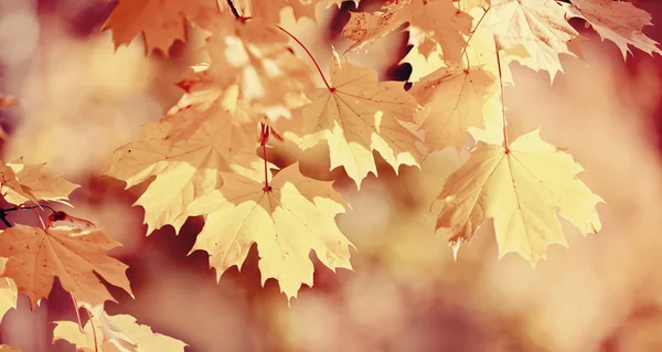 Zweig mit Ahornblättern im Herbst — Stockfoto