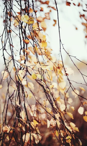 Branches of the birch with faded leaves — Stock Photo, Image