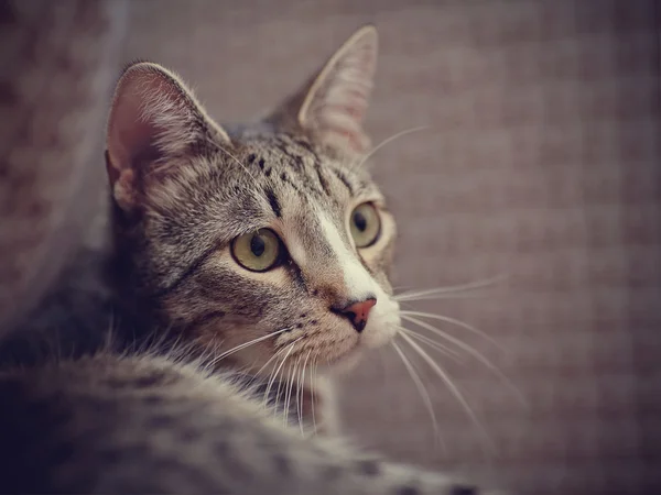 Retrato de un gato a rayas —  Fotos de Stock