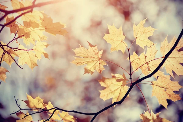 Herbst-Ahornblätter auf einem Ast — Stockfoto