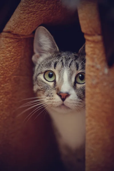 Portret van een gestreepte kat — Stockfoto