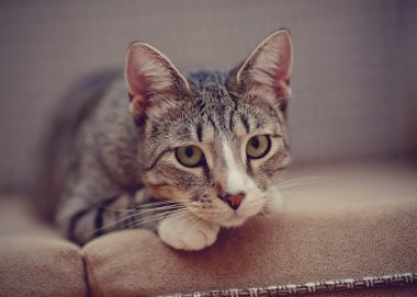 Üzücü bir düşünceli çizgili kedi portresi.
