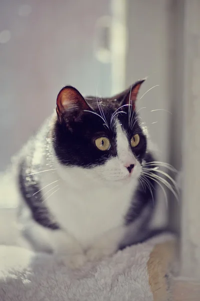 Retrato de um gato de cor preto e branco — Fotografia de Stock