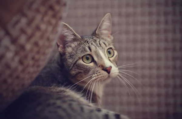 Çizgili bir kedinin portresi — Stok fotoğraf