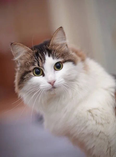 Portrait Lovely Surprised Fluffy Cat — Stock Photo, Image