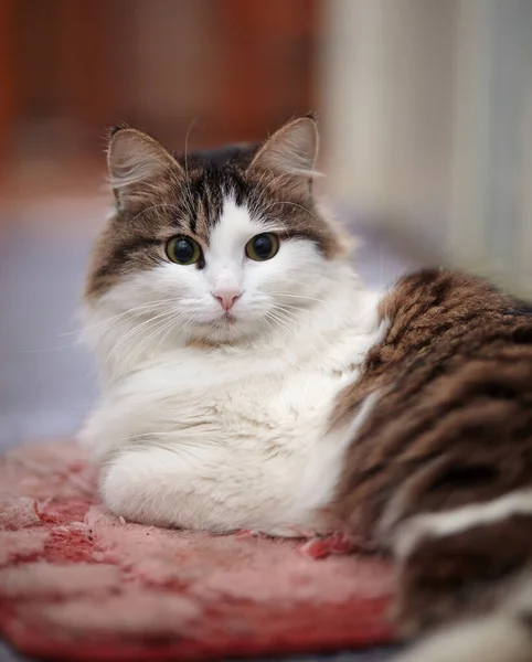 Портрет Милой Кошки Лежащей Розовом Ковре — стоковое фото
