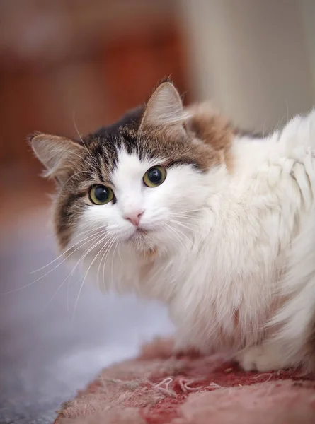 Porträt Der Netten Katze Die Auf Einem Rosa Teppich Liegt — Stockfoto