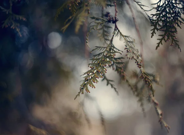 Sfondo Con Ramo Thuja Vicino — Foto Stock