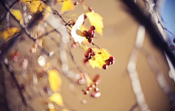 Hawthorn Branch Yellow Leaves Red Fruits Fall — Stock Photo, Image