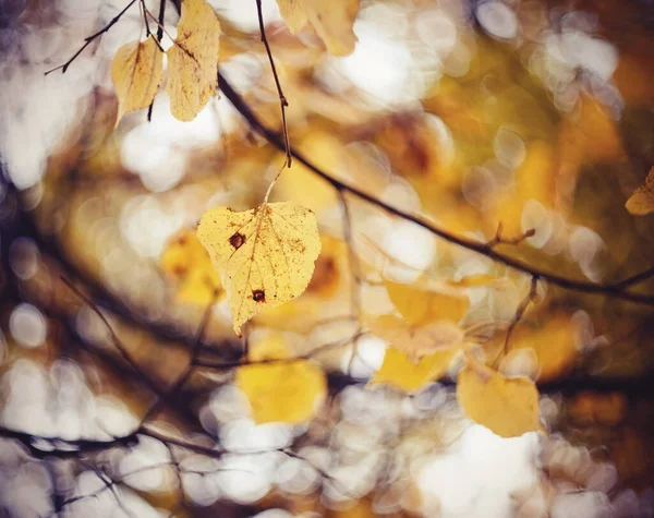 Yellow Autumn Leaves Linden Branches Golden Autumn — Stock Photo, Image