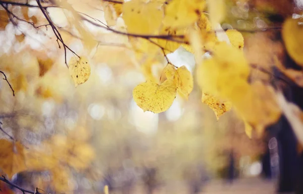 Herbst Hintergrund Mit Lindenzweigen Mit Gelben Blättern Goldener Herbst — Stockfoto