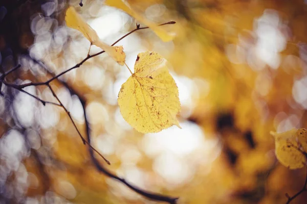 Folhas Outono Amarelas Uma Tília Ramos Outono Dourado — Fotografia de Stock