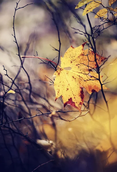 秋の黄色のカエデの葉が落ちて枝にはまりました — ストック写真