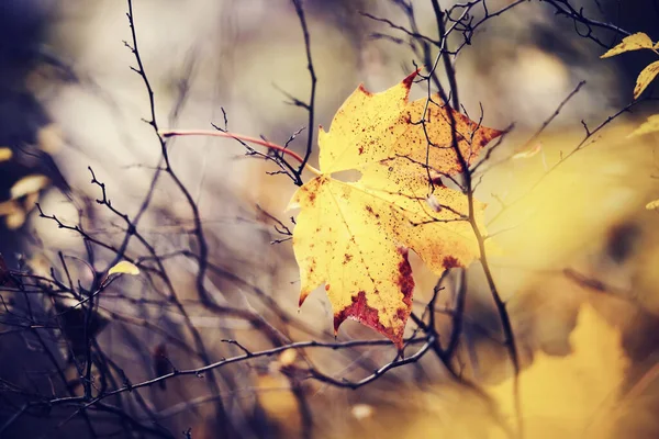 Autumn Yellow Maple Leaf Which Has Fallen Got Stuck Branches — Stock Photo, Image