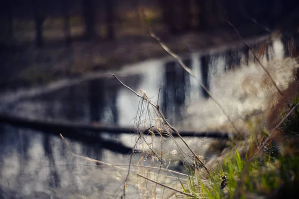 Blurred Background River Grass Foreground — Stock Photo, Image