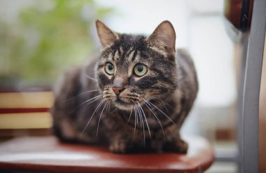 Güzel çizgili evcil kedi bir sandalyede oturur..