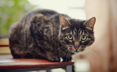 Güzel çizgili evcil kedi bir sandalyede oturur..