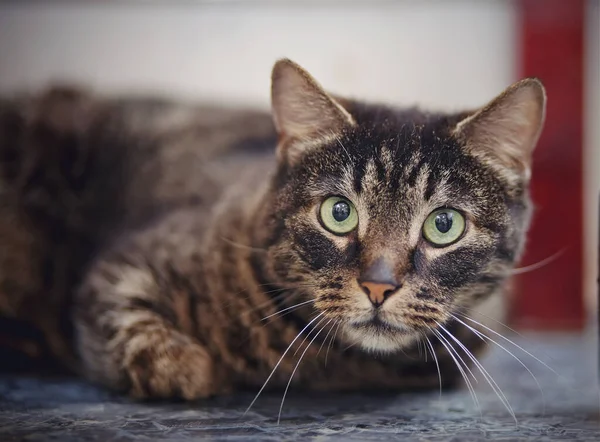 Retrato Hermoso Gato Doméstico Rayas — Foto de Stock