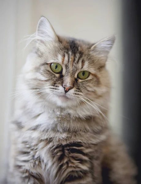 Retrato Hermoso Gato Doméstico Esponjoso Con Ojos Verdes —  Fotos de Stock