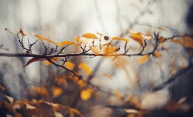 Kronometre dallarında sarı yapraklar olan sonbahar arkaplanı. Altın sonbahar.