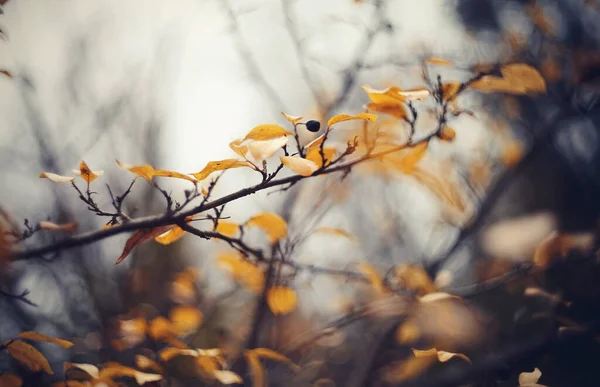 Herbst Hintergrund Mit Zweigen Eines Busches Cotoneaster Goldener Herbst — Stockfoto