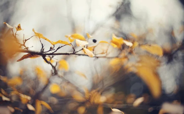 Podzimní Pozadí Větvemi Keřů Cotoneaster Zlatý Podzim — Stock fotografie