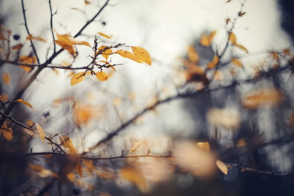 Herfst Achtergrond Met Vertakkingen Van Een Bosje Cotoneaster Gouden Herfst — Stockfoto