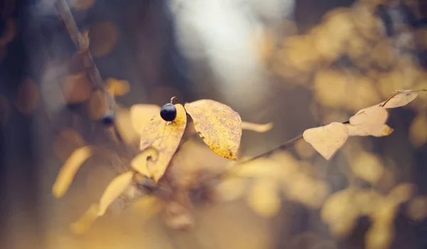 Herbst Hintergrund Mit Gelben Blättern Auf Zweigen Einer Cotoneaster Goldener — Stockfoto