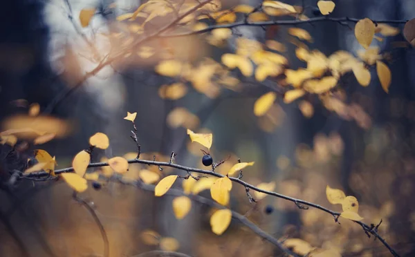 茂みのコテスターの枝を持つ秋の背景 黄金の秋 — ストック写真